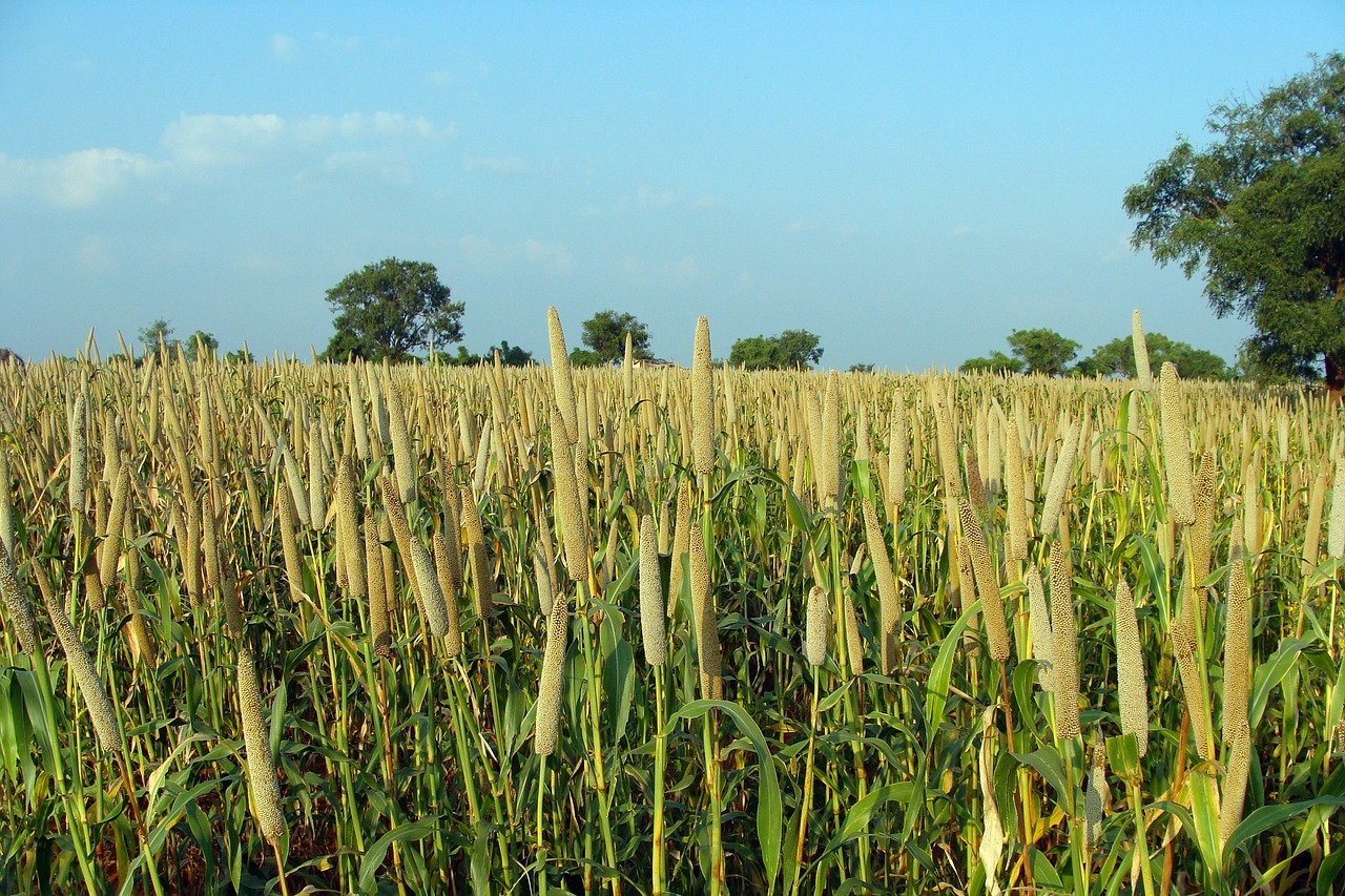 pearl millet, pennisetum glaucum, bajra-204092.jpg