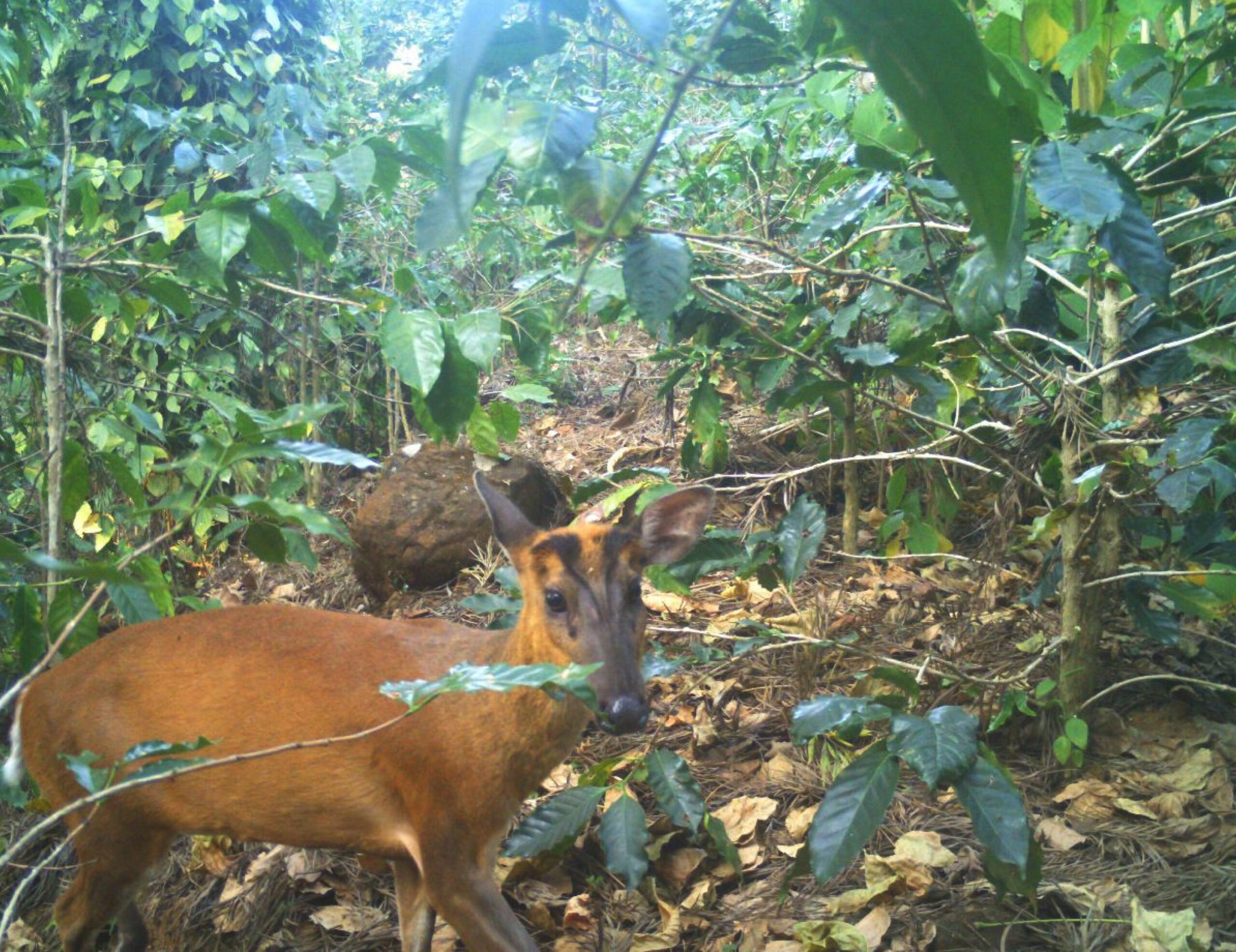 Barking Deer 1