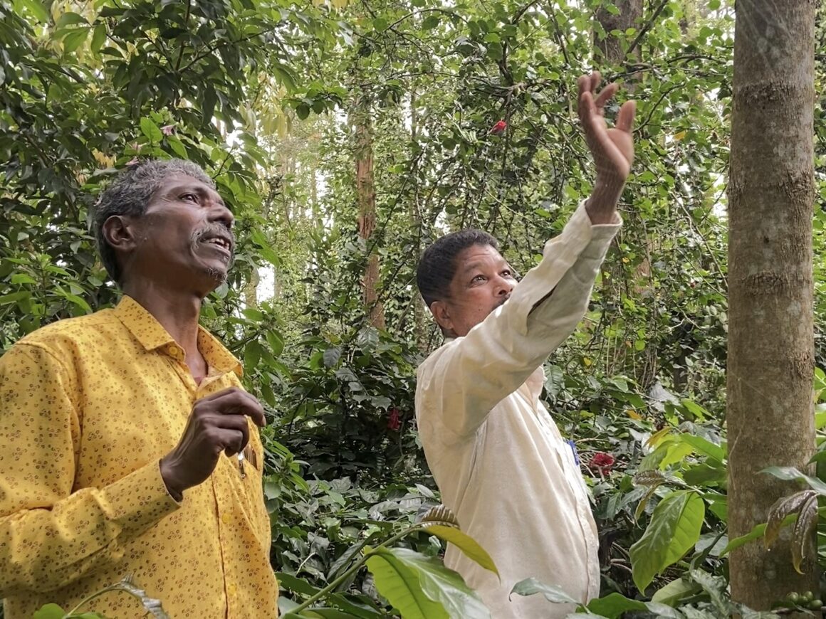 Ishka Farms: What It Takes to Grow Capers in India - The Locavore